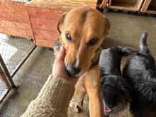 NELSON, Hund, Beagle-Mischling in Rumänien - Bild 3