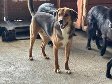 NELSON, Hund, Beagle-Mischling in Rumänien - Bild 4