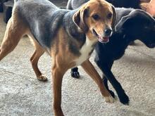 NELSON, Hund, Beagle-Mischling in Rumänien - Bild 5