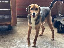 NELSON, Hund, Beagle-Mischling in Rumänien - Bild 6