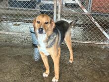 NELSON, Hund, Beagle-Mischling in Rumänien - Bild 7