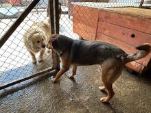 NELSON, Hund, Beagle-Mischling in Rumänien - Bild 8