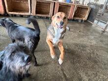 NELSON, Hund, Beagle-Mischling in Rumänien - Bild 9