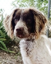 AMIGO, Hund, Spaniel in Spanien - Bild 1