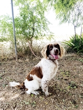 AMIGO, Hund, Spaniel in Spanien - Bild 2