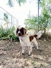 AMIGO, Hund, Spaniel in Spanien - Bild 3