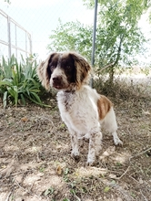AMIGO, Hund, Spaniel in Spanien - Bild 4