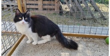 CLEOPATRA, Katze, Hauskatze in Rumänien - Bild 1