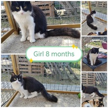 CLEOPATRA, Katze, Hauskatze in Rumänien - Bild 2