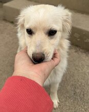 RUDI, Hund, Mischlingshund in Kroatien - Bild 1