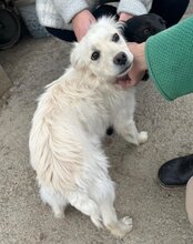 RUDI, Hund, Mischlingshund in Kroatien - Bild 2