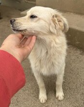 RUDI, Hund, Mischlingshund in Kroatien - Bild 3