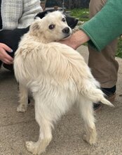 RUDI, Hund, Mischlingshund in Kroatien - Bild 4