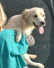 RUDI, Hund, Mischlingshund in Kroatien - Bild 5
