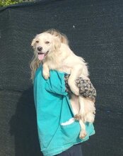 RUDI, Hund, Mischlingshund in Kroatien - Bild 7