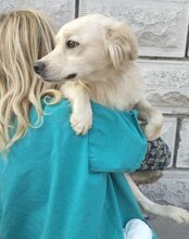 RUDI, Hund, Mischlingshund in Kroatien - Bild 8