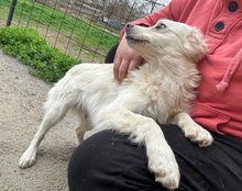 RUDI, Hund, Mischlingshund in Kroatien - Bild 9