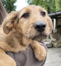MIA, Hund, Schäferhund Mischling in Ungarn - Bild 1