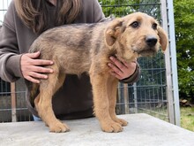 MIA, Hund, Schäferhund Mischling in Ungarn - Bild 2
