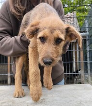 MIA, Hund, Schäferhund Mischling in Ungarn - Bild 3