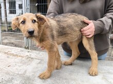MIA, Hund, Schäferhund Mischling in Ungarn - Bild 4