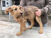 MIA, Hund, Schäferhund Mischling in Ungarn - Bild 5