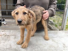 MIA, Hund, Schäferhund Mischling in Ungarn - Bild 6