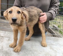 MIA, Hund, Schäferhund Mischling in Ungarn - Bild 7