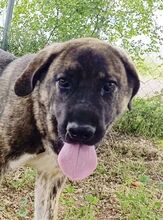 MOOSE, Hund, Mastiff-Mischling in Spanien - Bild 1