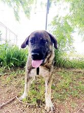 MOOSE, Hund, Mastiff-Mischling in Spanien - Bild 2