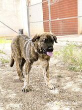 MOOSE, Hund, Mastiff-Mischling in Spanien - Bild 4
