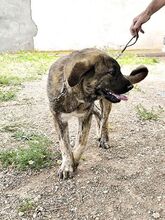 MOOSE, Hund, Mastiff-Mischling in Spanien - Bild 5