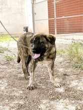 MOOSE, Hund, Mastiff-Mischling in Spanien - Bild 6