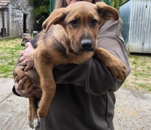 SARI, Hund, Schäferhund Mischling in Ungarn - Bild 1