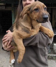 SARI, Hund, Schäferhund Mischling in Ungarn - Bild 2