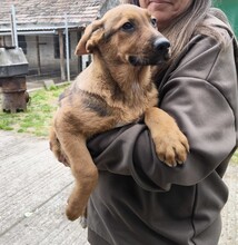 SARI, Hund, Schäferhund Mischling in Ungarn - Bild 3
