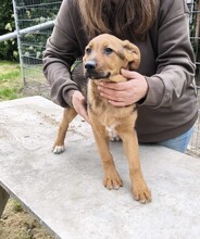 SARI, Hund, Schäferhund Mischling in Ungarn - Bild 4