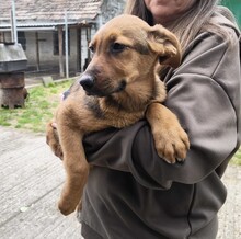 SARI, Hund, Schäferhund Mischling in Ungarn - Bild 5