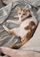 HERMES, Katze, Europäisch Kurzhaar in Zypern - Bild 1