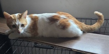 HERMES, Katze, Europäisch Kurzhaar in Zypern - Bild 2