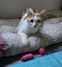 HERMES, Katze, Europäisch Kurzhaar in Zypern - Bild 3