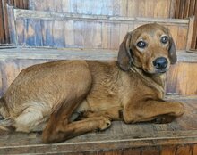 KIKI, Hund, Mischlingshund in Kroatien - Bild 1