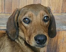 KIKI, Hund, Mischlingshund in Kroatien - Bild 10