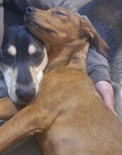 KIKI, Hund, Mischlingshund in Kroatien - Bild 2
