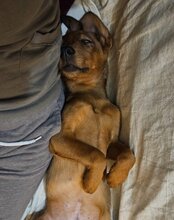KIKI, Hund, Mischlingshund in Kroatien - Bild 3