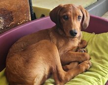 KIKI, Hund, Mischlingshund in Kroatien - Bild 4