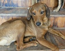 KIKI, Hund, Mischlingshund in Kroatien - Bild 5