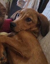 KIKI, Hund, Mischlingshund in Kroatien - Bild 6