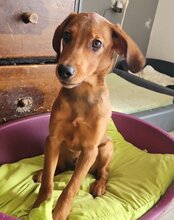 KIKI, Hund, Mischlingshund in Kroatien - Bild 8