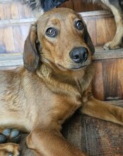 KIKI, Hund, Mischlingshund in Kroatien - Bild 9